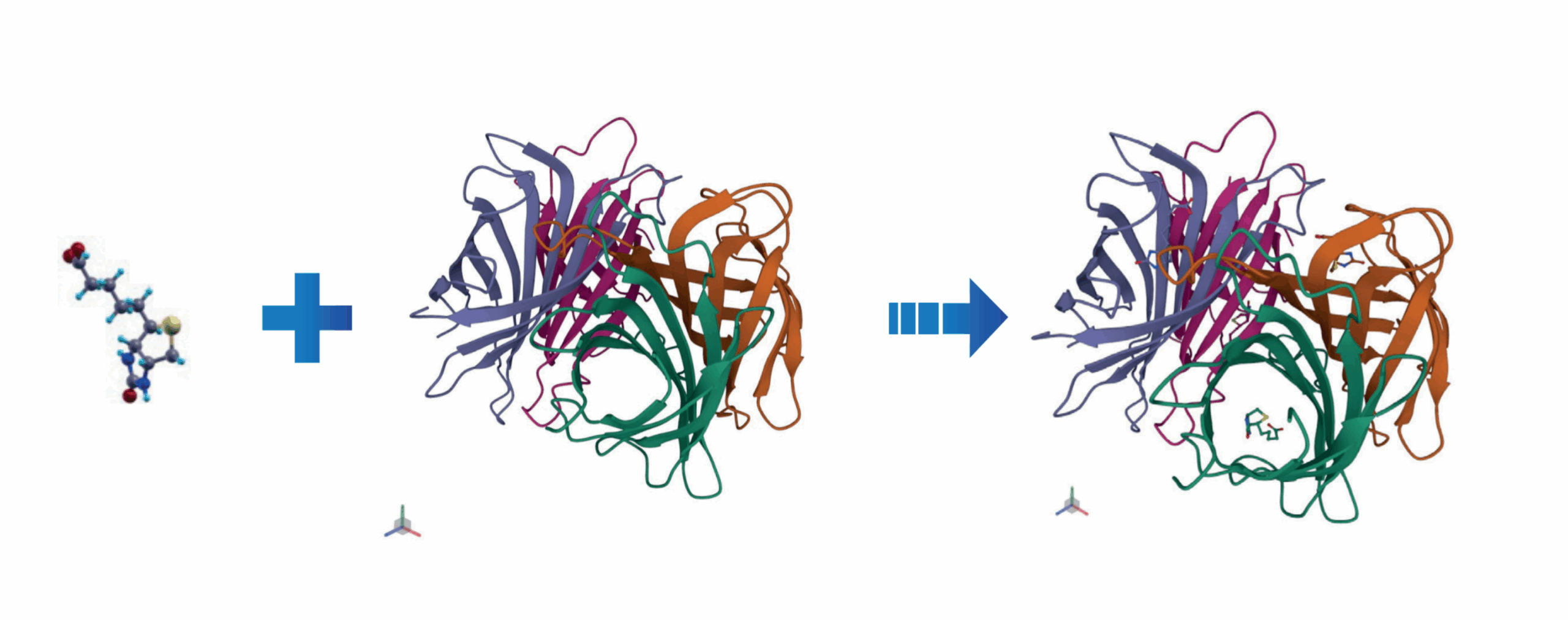 Biotin-Streptavidin Interaction